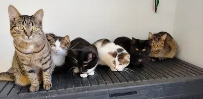 Zwierzopieka - hotel dla zwierząt